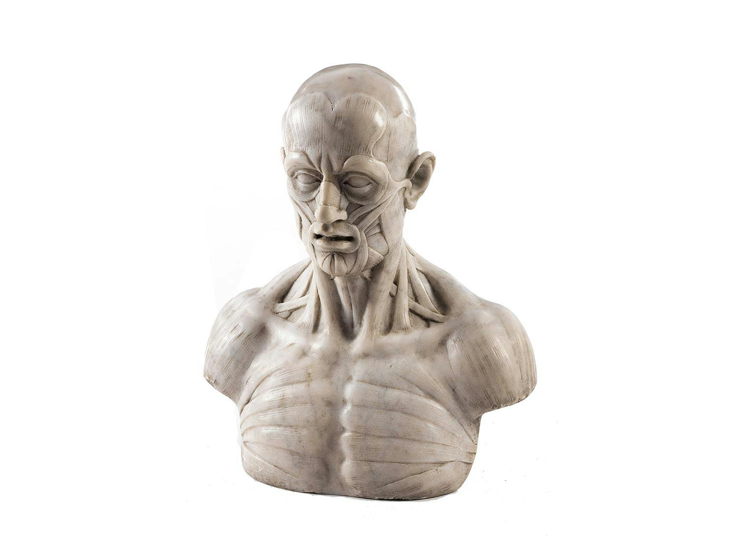 Anatomische Büste
