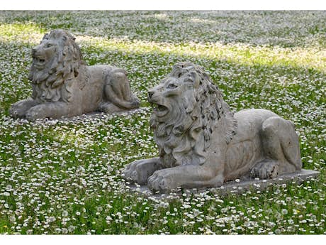 Paar repräsentative Löwen
