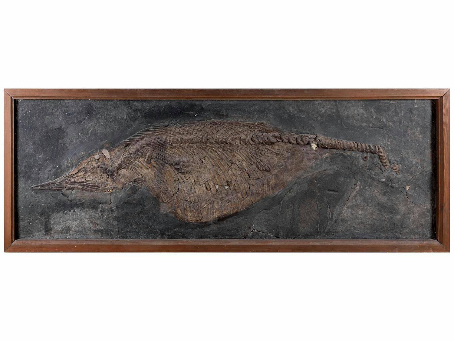 Fossil eines Ichthyosauriers