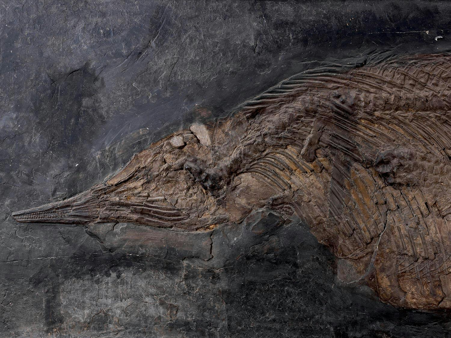 Detailabbildung: Fossil eines Ichthyosauriers
