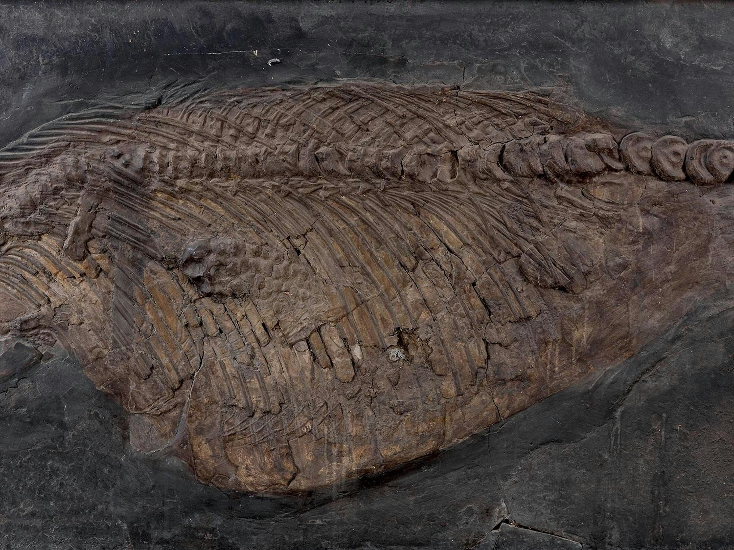 Detailabbildung: Fossil eines Ichthyosauriers