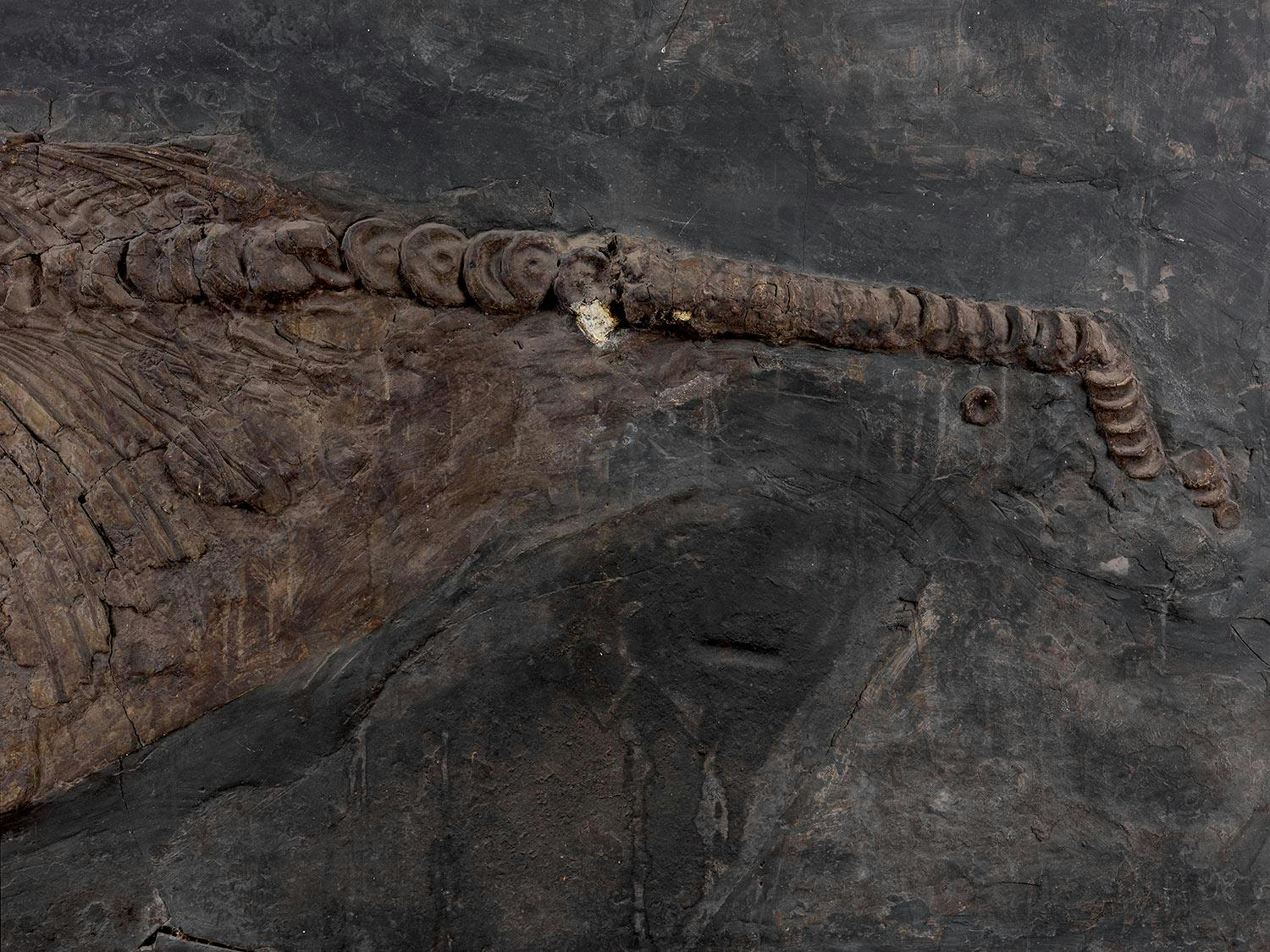 Detailabbildung: Fossil eines Ichthyosauriers