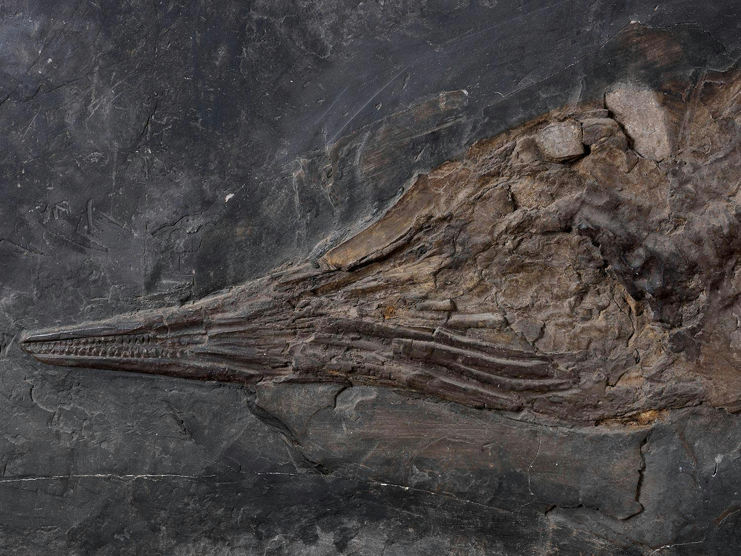 Detailabbildung: Fossil eines Ichthyosauriers