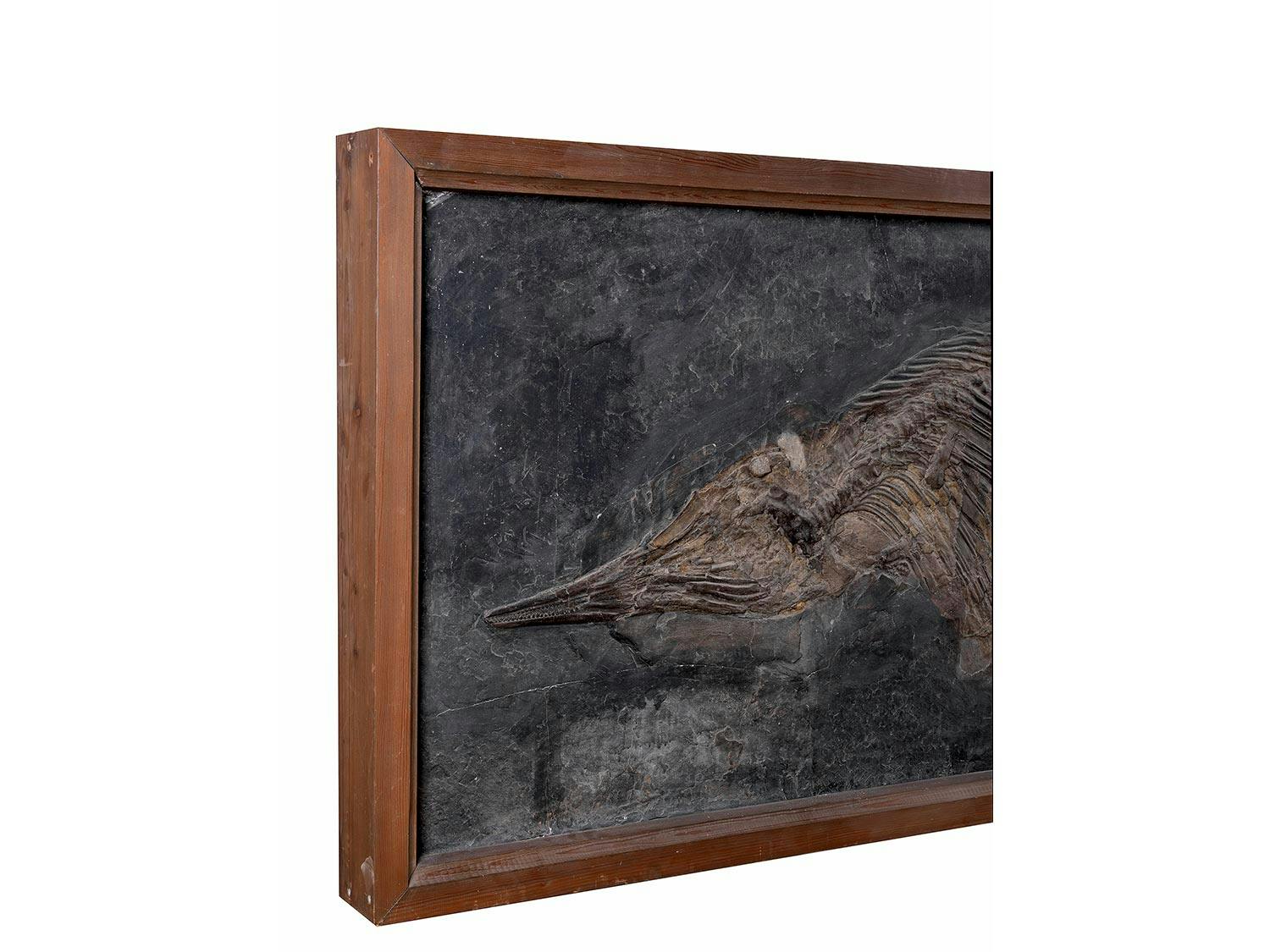 Detailabbildung: Fossil eines Ichthyosauriers