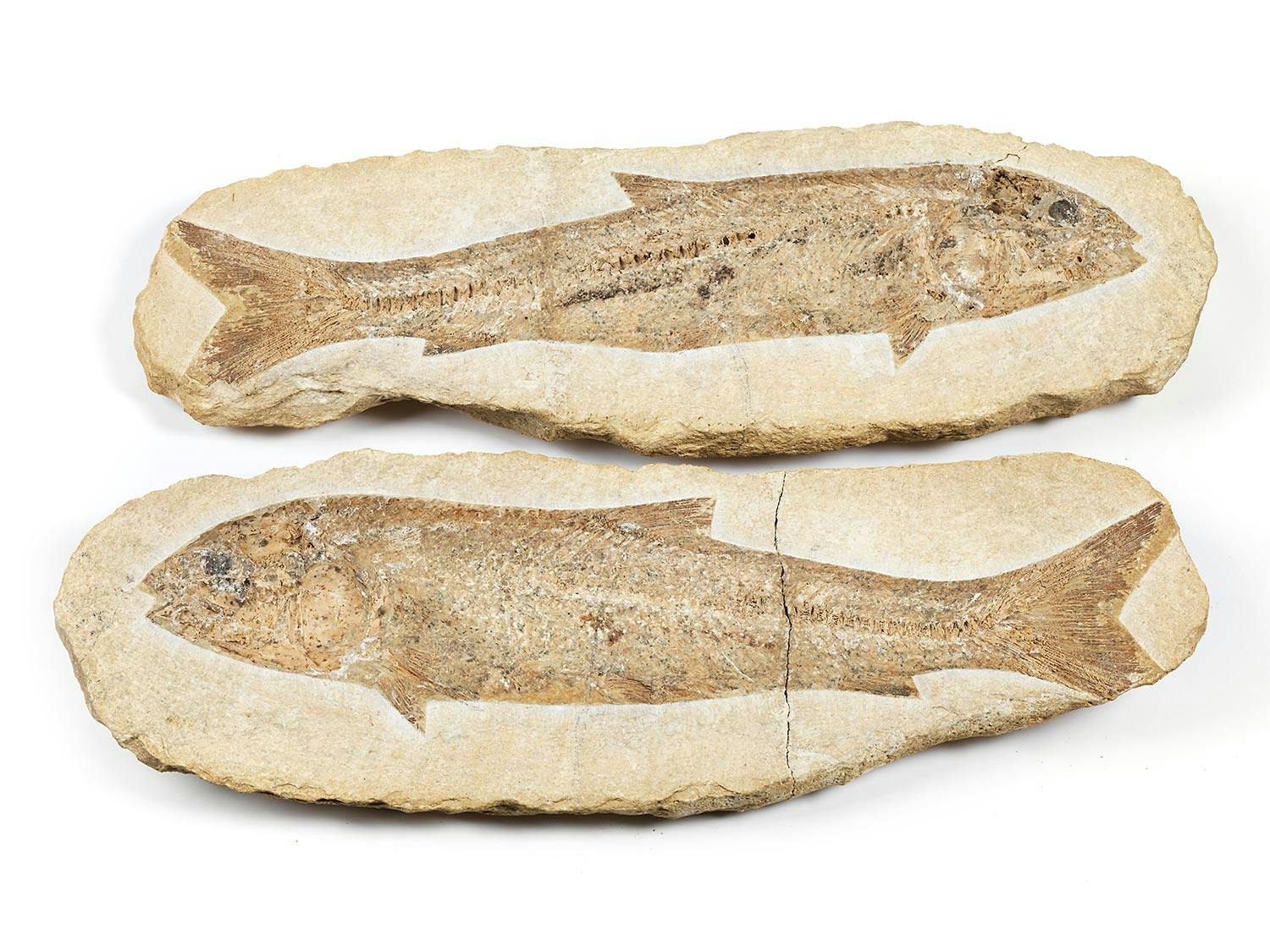 Paar fossile Fische
