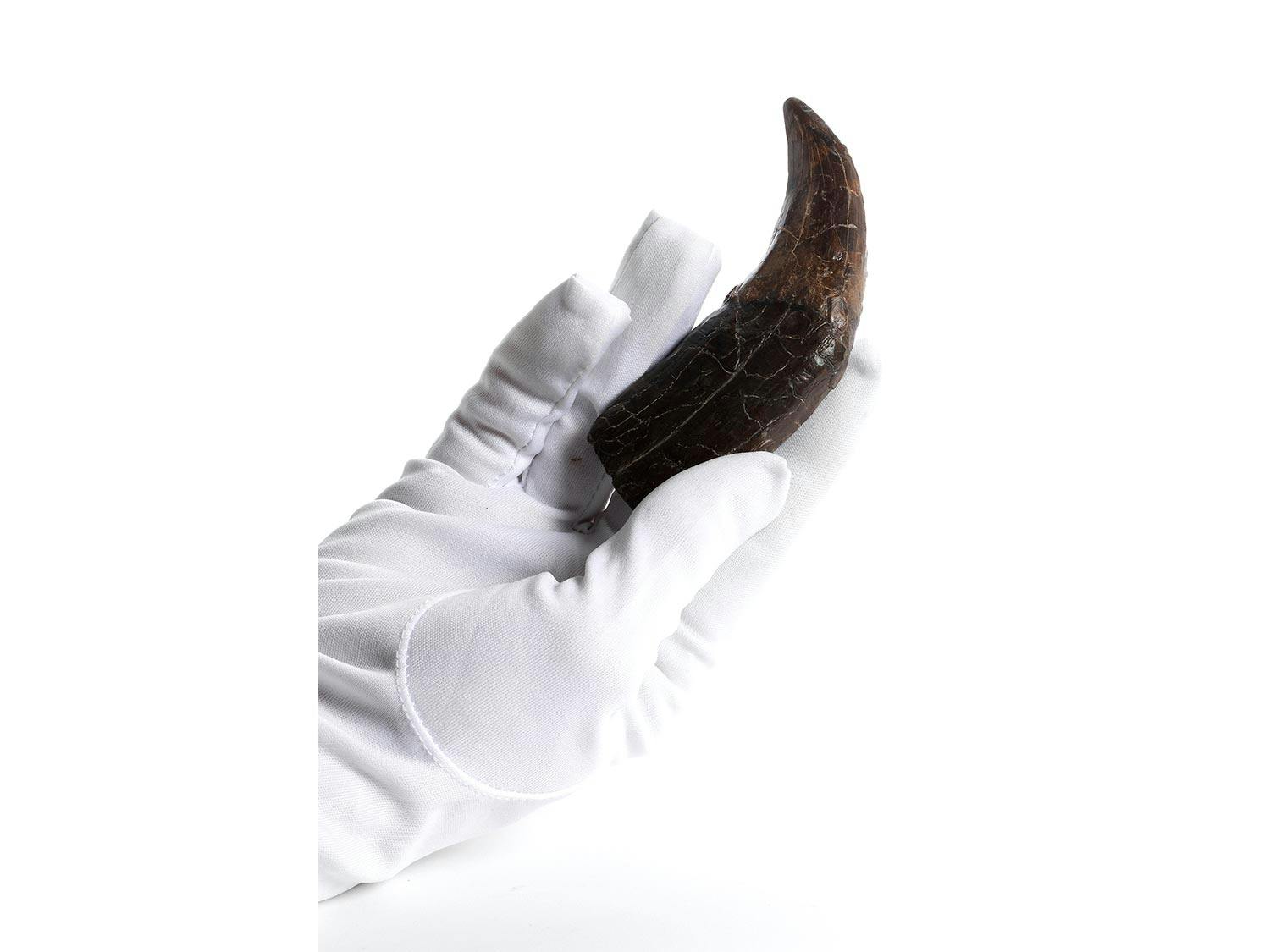 Detailabbildung: Zahn eines T-Rex